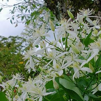 2020年6月同期NO,004の画像 by hiroさん | 白い花が好きと医療関係者に感謝とJuneの会とコロナに負けるな‼️と2020年6月同期NO,004と里山歩き♡とセンニンソウの花とセンニンソウ(仙人草）