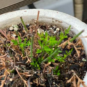 クレマチス ペトリエイの画像 by gdnaさん | クレマチス ペトリエイと夏越しと緑が好きと蔓性植物