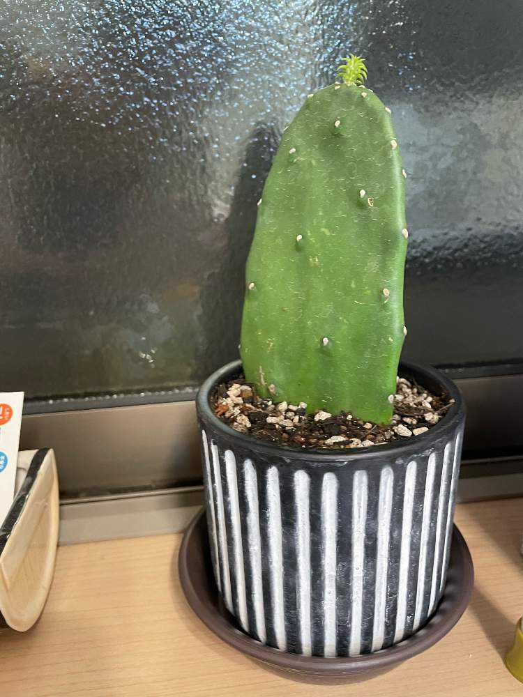 耐寒性オプンチア木質古株コンクリ鉢植えサボテン南国オブジェ　アメリカン　ガレージ 耐寒性オプンチア木質古株コンクリ鉢植えサボテン南国オブジェ