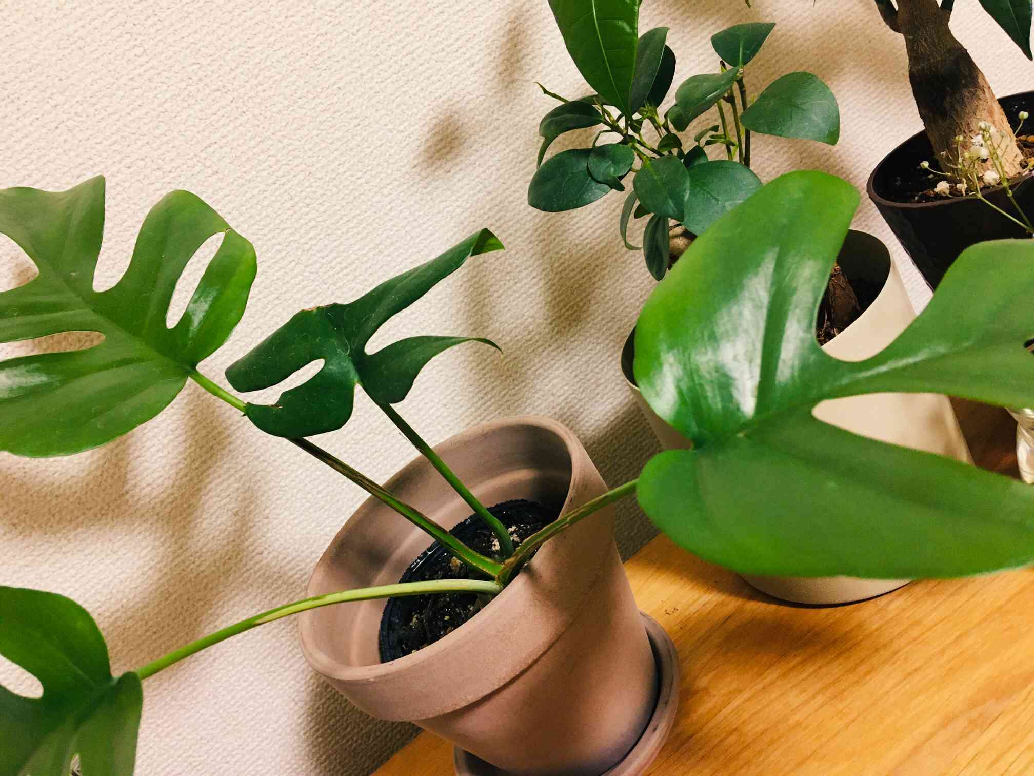 ヒメモンステラの新芽の出方｜🍀GreenSnap（グリーンスナップ）