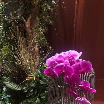 銀座の画像 by ジャクリーヌデュプレさん | 胡蝶蘭。とピンクの花が好きと銀座と上品な美しさ♡とオシャレなお店