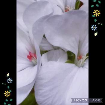 ホッコリの画像 by ちぃままさん | 小さな庭と美人さん♡とバーバの庭とありがとうと花のある暮らしとホッコリと清楚な花