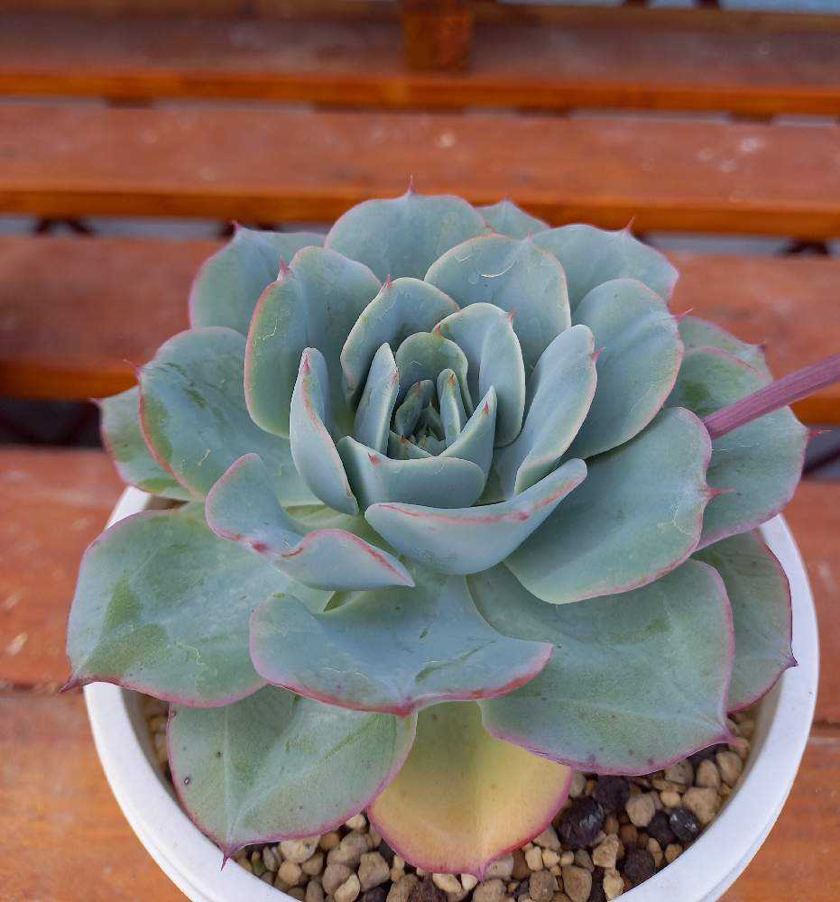 多肉植物　ピーチスアンクリーム　　抜き苗 ピーチスアンドクリーム エケベリア カット苗 群生 | 多肉植物カット苗