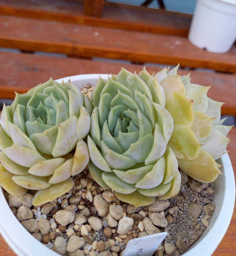 オンスロー オウンスロー 韓国苗 多肉植物 オンスロー オウンスロー 韓国苗 多肉植物 オンスロー Onslow 韓国苗