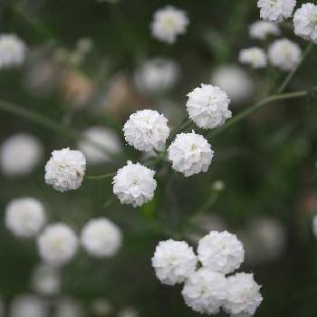 アキレア ノブレッサの投稿画像一覧 Greensnap グリーンスナップ