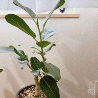 フィカス ベンガレンシス,観葉植物,植物のある暮らし,フィカス属,植物大好きの画像