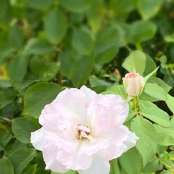 四季咲ばらの画像 by keychanさん | 千葉県と白地にピンクと京成バラ園と微香とフロリパンダと丸弁 咲きと薔薇♪と四季咲ばら