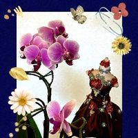 胡蝶蘭,長く咲く花,爽やかな花,鉢植えの花,可愛い花の画像