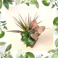  シンゴニウム, ピレア,ハイドロカルチャー,観葉植物のある暮らし,ドラセナ ✤コンシンネの画像