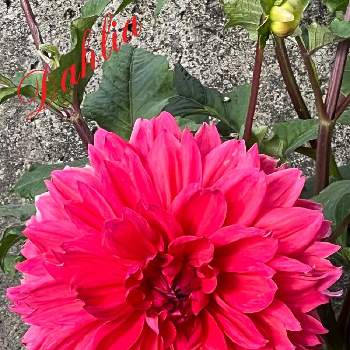 美しい花の画像 by ひみつのアッコちゃんさん | お出かけ先と八重咲きダリア　赤と爽やかな花と大きな花と美しい花と元気な花と大好きな花と花を見る喜びと私のお気に入りと地植えの花