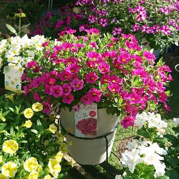 サンフラマニアの画像 by こうこうさん | 小さな庭とミリオンベルとミリオンベル チェリーピンクとサンフラビトとサンフラマニアとサントリー フラワーズと花と生きるサントリーとサンフラアンバサダー2022