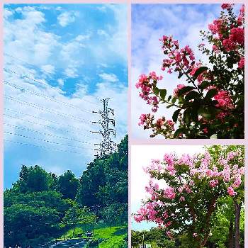 風景写真の画像 by hanaさん | お出かけ先と百日紅と風景写真と雲仲間とピンクのお花と夏だね♪とチーム☆YOKOHAMA☆とやっぱり花が好き♡と空を見上げてと青空