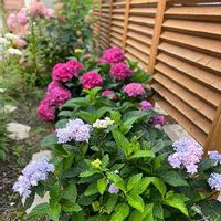 花のある風景,PW夏色ガーデン,紫陽花 アジサイ あじさい,花のある暮らし,北海道の庭の画像