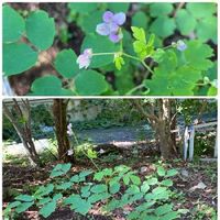 シキンカラマツ(紫錦唐松),花のある暮らし♡,平和な日常を祈ります…,山野草大好き,我が家の庭からの画像