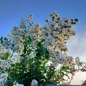 百日紅（サルスベリ)の画像 by ROSE オバサンさん | お出かけ先とサルスベリと百日紅（サルスベリ)と白花のサルスベリ
