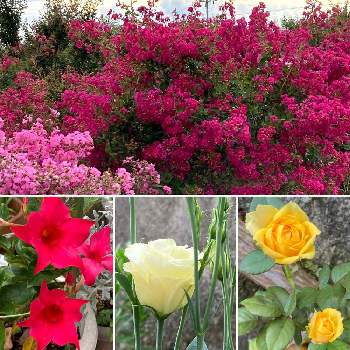 今日のお庭の画像 by hirocoさん | エクステリアとマンデビラとトルコキキョウとサルスベリと東和サルスベリ園とミニバラと季節の花を楽しむと福島県とありがとう ♡♡と今日のお庭と花のある暮らしとサルスベリ園