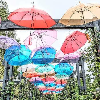 アンブレラ･スカイの画像 by 池ちゃんさん | 傘の花が咲くと花散歩とえこりん村とアンブレラ･スカイ