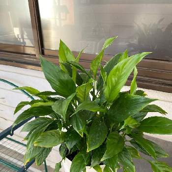 花が咲かないの投稿画像一覧 Greensnap グリーンスナップ