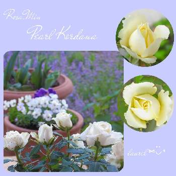 白バラの画像 by ローレルさん | ミニバラ・パールコルダナとホワイトとバラ・ミニバラと白バラとミニバラ コルダーナ✨と花のある暮らし
