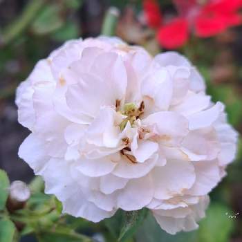 鉢薔薇の画像 by *mi*さん | 小さな庭と鉢薔薇とブルームーンストーンとばら バラ 薔薇