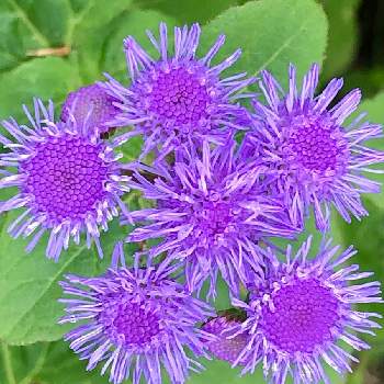 アゲラタム☆の画像 by 花土葉さん | 小さな庭とお疲れ様でしたと紫色の花とアゲラタム☆