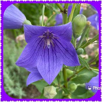 好みの色の画像 by ぴょんさん | 桔梗とだいすきと可愛い❤と綺麗なお花❤と紫色の花と蕾も可愛いと好みの色と花のある暮らしと散歩中と青い花マニア