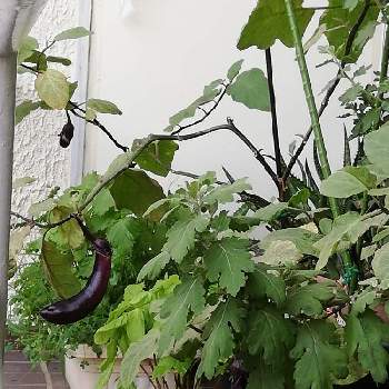 ミニトマト,家庭菜園,初めて♡の画像