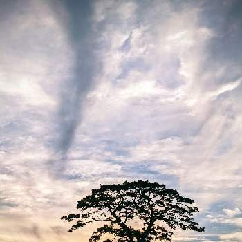 くも☁の画像 by キヨウセンさん | バルコニー/ベランダと大木と夕焼けと思い出と風景とそらとくも☁