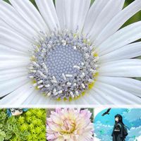 アークトチス,セダム,ダリア 水の冠,町田ダリア園,GSの皆さまに感謝♡の画像