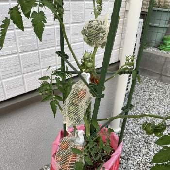 虫除けの一覧 Greensnap グリーンスナップ