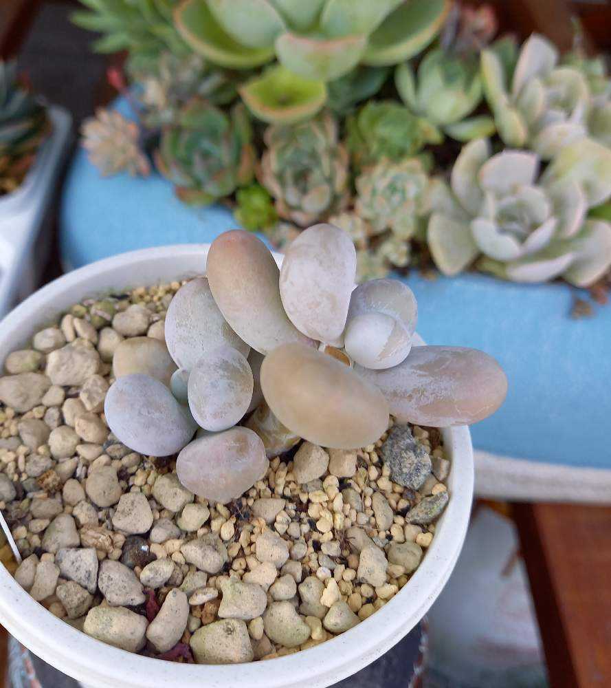 127💐オレンジスノーボール｜🍀GreenSnap（グリーンスナップ）