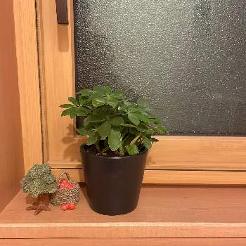 観葉植物,風水,観賞用,可愛い,窓際の画像
