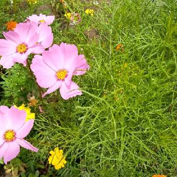 勝手に花いっぱい運動の画像 by kumakoさん | 広い庭と地植えとガーデニングと勝手に花いっぱい運動とメドウガーデン風