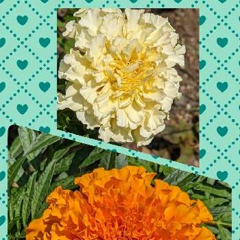 咲いていたの画像 by まっさんno.1さん | お出かけ先と花壇とGS映えとドライブ♡とイキイキ✨と咲いていたと可愛い〜♡と大阪市内とウォーキングとオレンジ色とﾏﾘｰｺﾞｰﾙﾄﾞ♡とﾎﾞﾗﾝﾃｨｱ花壇と白い花♡