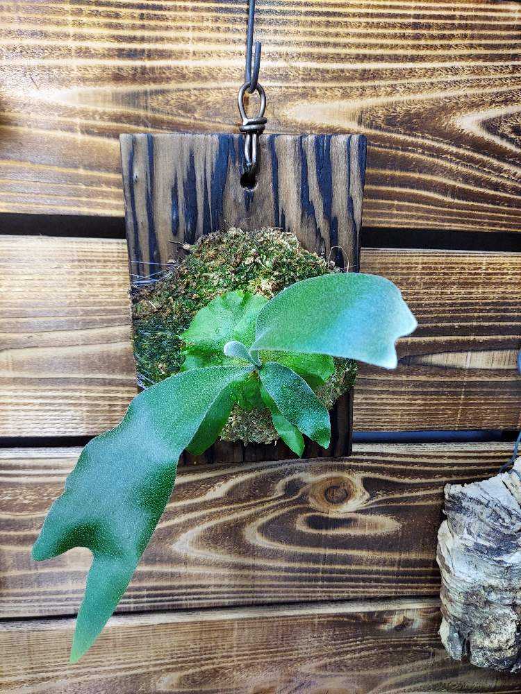 ビカクシダ胞子培養株の成長記録｜🍀GreenSnap（グリーンスナップ）