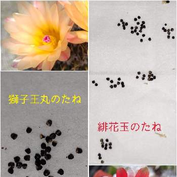 サボテンの種の画像 by satsuki＆mei_kachan(noriko)さん | サボテンの種とつぶつぶと サボテンとさぼてんと新潟県とチーム新潟と多肉初心者