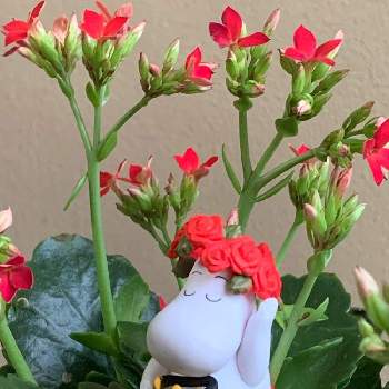 ムーミンの日の画像 by みぃさん | 部屋と幸せを祈るとありがとう♡と眺めて幸せと花のある生活と花となかよしと☆カランコエと小さな幸せ♡と赤い花と花のある暮らしとムーミンの日