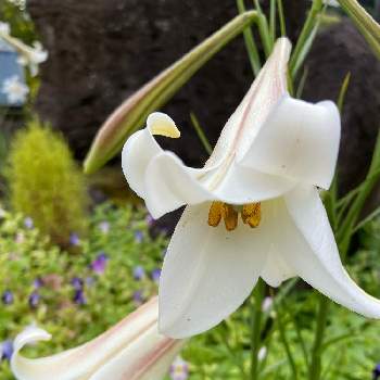 背の高い花の投稿画像一覧 Greensnap グリーンスナップ