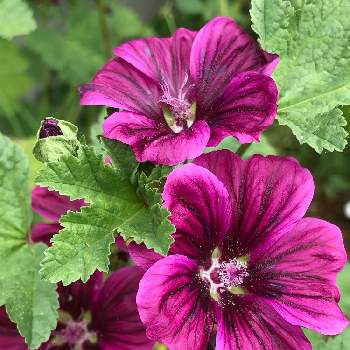 コモンマロウの投稿画像一覧 Greensnap グリーンスナップ