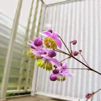 シキンカラマツ(紫錦唐松),スマホ撮影,我が家の花達,2022年8月に投稿した花,山野草大好きの画像