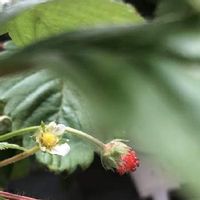 ワイルドストロベリー,ハーブティー,甘酸っぱい実,種から育てる,もんハーブ園の画像
