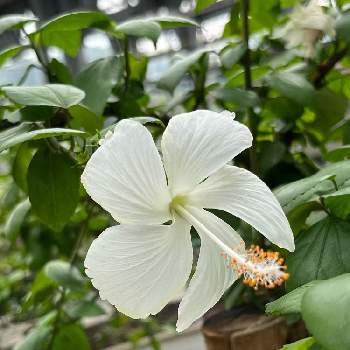ハイビスカス ホワイトバタフライの画像 by ヤマコさん | お出かけ先とハイビスカスとハイビスカス ホワイトバタフライと今日のお花