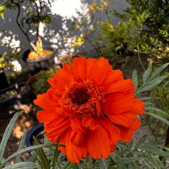 アフリカン・マリーゴールドの画像 by ラベンダーさん | 小さな庭とアフリカン・マリーゴールドとおうち園芸と種から育てた花