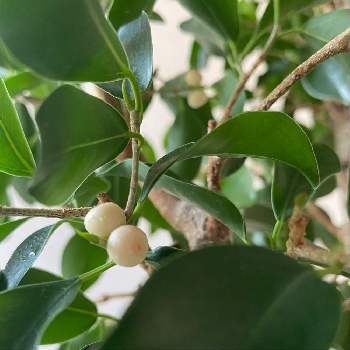 ガジュマルの実の投稿画像一覧 Greensnap グリーンスナップ