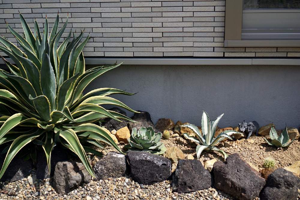 金鯱の投稿画像 By りえさん アガベ ベネズエラとアガベ パリーとアガベ 雷神とお庭と多肉花壇と地植え多肉とロックガーデン風とアガベ 華厳とお庭と多肉 花壇と地植え多肉とロックガーデン風 22月8月9日 Greensnap グリーンスナップ Greensnap グリーン