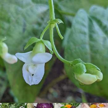 ケールの投稿画像一覧 Greensnap グリーンスナップ