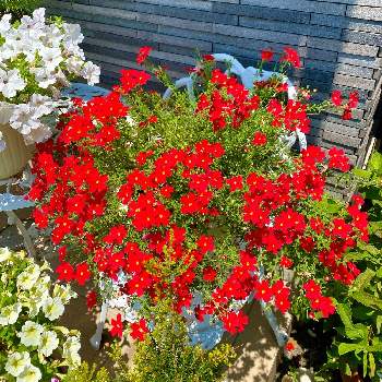 サンブリテニアの投稿画像一覧 Greensnap グリーンスナップ