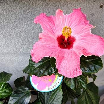 はなのある暮らしの画像 by みーさん | ハイビスカスとハイビスカス ピンクレディーとピンクのお花と今日のお花とはなのある暮らし