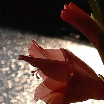 光珠の画像 by ❦THE HERMIT❦さん | お出かけ先とグラジオラスと金曜日の蕾たちと光輝く花と蕊蕊蕊と刹那さと癒されとマクロ撮りと二つ花とピンクとちっちゃいものクラブと光珠と本来の色と秘密のpicと大好きな花とシルエット❤︎とヒカリと風の中