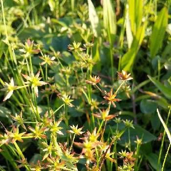 田んぼの雑草の投稿画像一覧 Greensnap グリーンスナップ 田んぼの雑草の投稿画像一覧 Greensnap グリーンスナップ